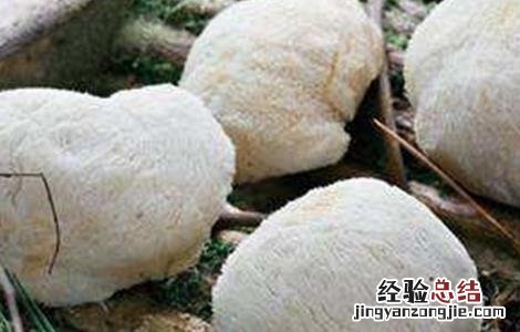 猴头菇的栽培技术要点 猴头菇的栽培注意事项
