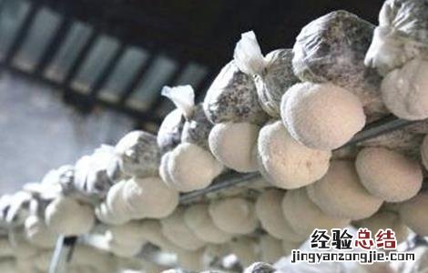 猴头菇的栽培技术要点 猴头菇的栽培注意事项