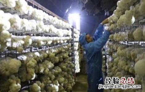 猴头菇的栽培技术要点 猴头菇的栽培注意事项