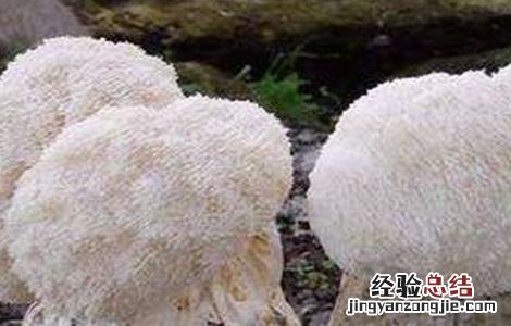 猴头菇的栽培技术要点 猴头菇的栽培注意事项