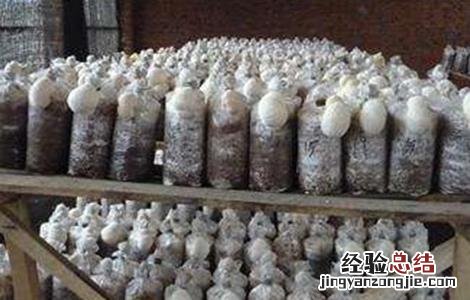 猴头菇的出菇期管理要点有哪些 猴头菇的出菇期管理要点