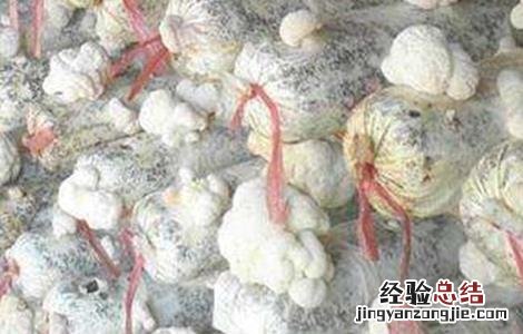 猴头菇的出菇期管理要点有哪些 猴头菇的出菇期管理要点