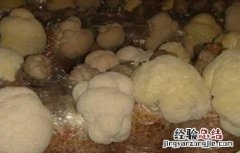 猴头菇的出菇期管理要点有哪些 猴头菇的出菇期管理要点