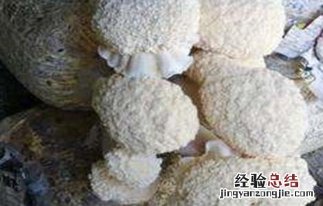 猴头菇的出菇期管理要点有哪些 猴头菇的出菇期管理要点