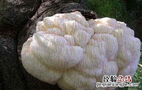 猴头菇畸形的原因及防治方法 猴头菇畸形的原因及防治方法是什么