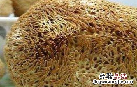 猴头菇畸形的原因及防治方法 猴头菇畸形的原因及防治方法是什么