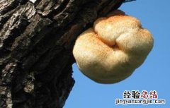猴头菇畸形的原因及防治方法 猴头菇畸形的原因及防治方法是什么
