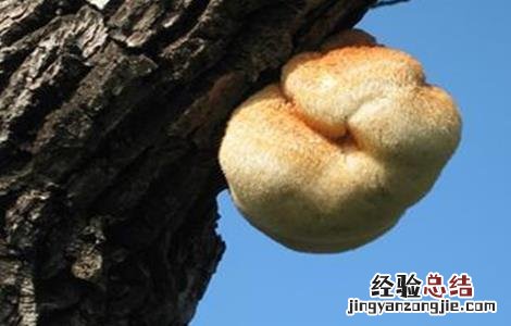 猴头菇畸形的原因及防治方法 猴头菇畸形的原因及防治方法是什么