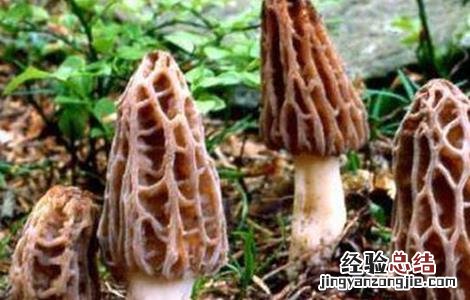 羊肚菌的种植条件 羊肚菌的种植条件和方法
