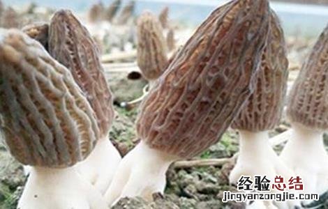 羊肚菌的种植条件 羊肚菌的种植条件和方法
