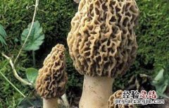 羊肚菌的种植条件 羊肚菌的种植条件和方法