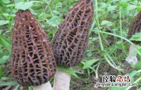 羊肚菌的种植条件 羊肚菌的种植条件和方法