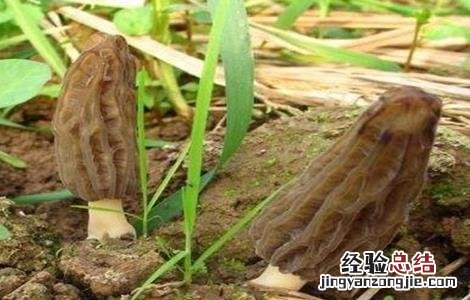 羊肚菌的种植条件 羊肚菌的种植条件和方法