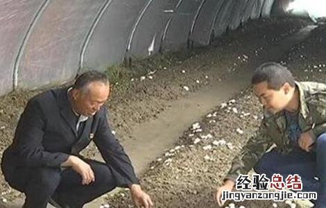 双孢菇栽培注意事项 双孢菇栽培注意事项