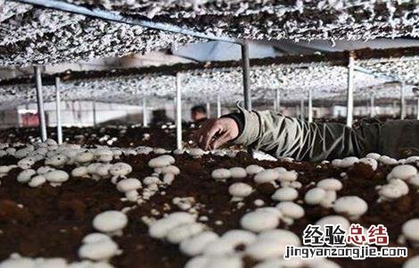 双孢菇的种植技术 双孢菇种植技术视频播放
