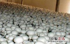 双孢菇的种植技术 双孢菇种植技术视频播放