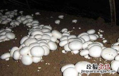 双孢菇的种植技术 双孢菇种植技术视频播放
