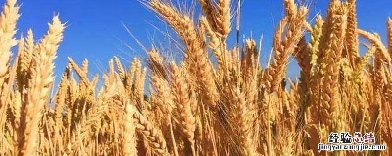 济麦23特点 济麦23怎么样