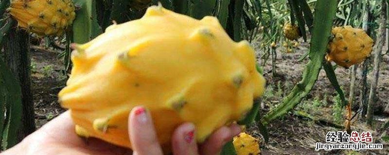 燕窝果种植条件 燕窝果要种植多久才结果