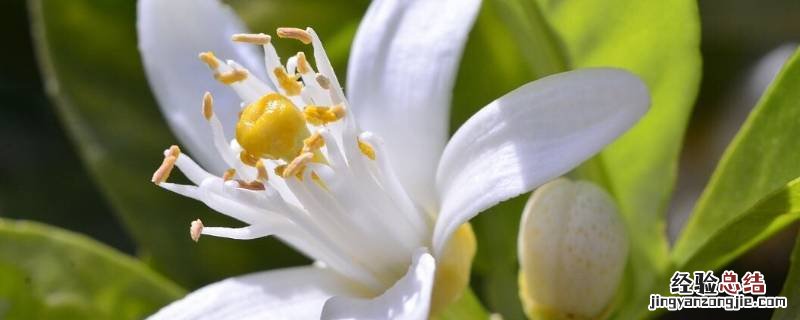 橙花是什么味道 橙花味道是橙子味吗