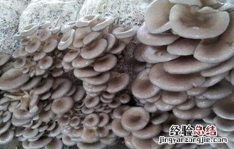 平菇栽培的出菇管理技术 平菇出菇期管理技术