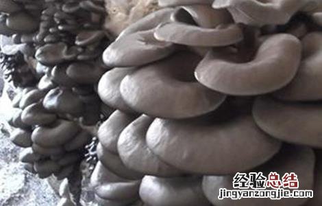 平菇栽培的出菇管理技术 平菇出菇期管理技术