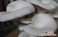 平菇栽培的出菇管理技术 平菇出菇期管理技术