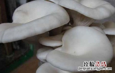 平菇栽培的出菇管理技术 平菇出菇期管理技术