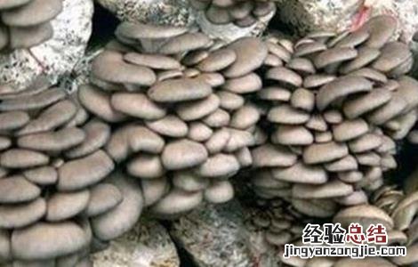 平菇栽培的出菇管理技术 平菇出菇期管理技术