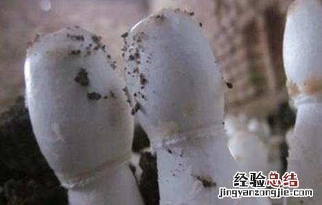 鸡腿菇的常见病害防治方法 鸡腿菇病虫害防治