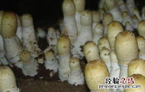 鸡腿菇的常见病害防治方法 鸡腿菇病虫害防治