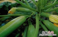 冬季西葫芦怎样管理 冬季西葫芦管理技巧