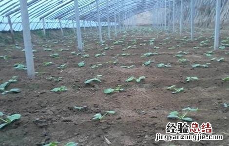 冬季西葫芦怎样管理 冬季西葫芦管理技巧