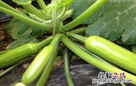 冬季西葫芦怎样管理 冬季西葫芦管理技巧