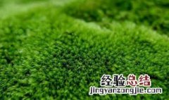 用什么杀青苔最好 杀青苔最有效的方法
