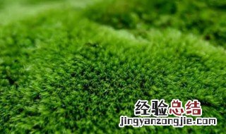 用什么杀青苔最好 杀青苔最有效的方法