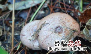 天鹅菌的做法