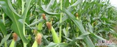 玉米大斑病特效药 玉米大斑病防治药剂