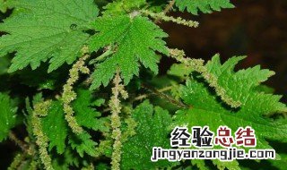 青麻的功效与作用 青麻的功效与作用及食用方法