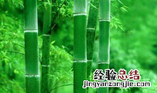 竹子适合什么时候砍伐 竹子什么时候砍伐最好