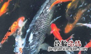 重庆明星鱼莽子是什么意思 重庆明星鱼莽子来历