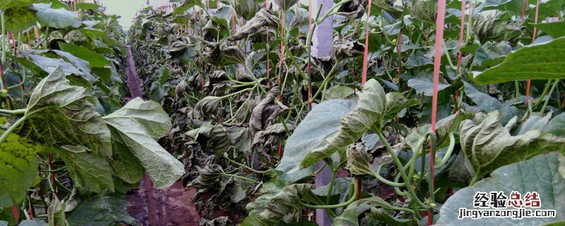 肥害要多少天恢复 肥害多久恢复