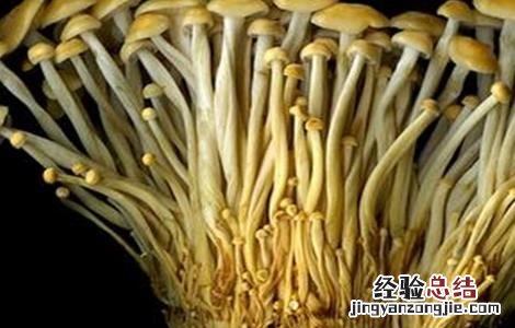 金针菇黑头病的防治方法 金针菇黑头病的防治方法图片
