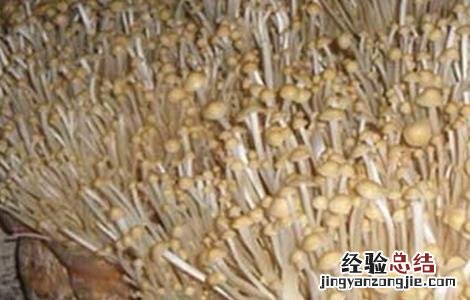 金针菇黑头病的防治方法 金针菇黑头病的防治方法图片