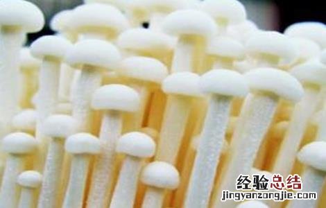 金针菇的栽培注意事项视频 金针菇的栽培注意事项