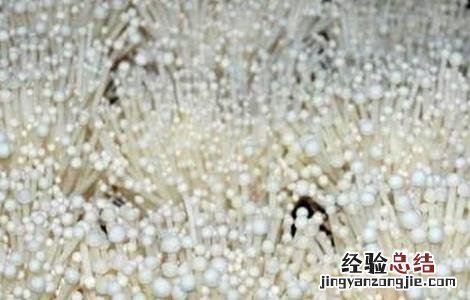 金针菇的栽培注意事项视频 金针菇的栽培注意事项