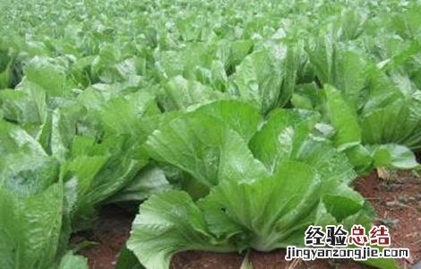芥菜怎么提高産量 芥菜怎样种才能高产