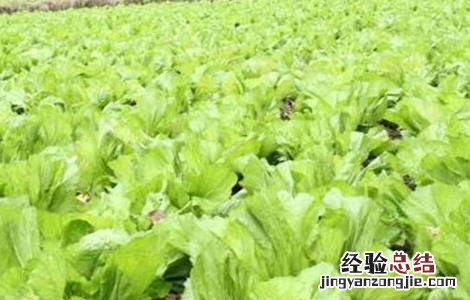 芥菜怎么提高産量 芥菜怎样种才能高产