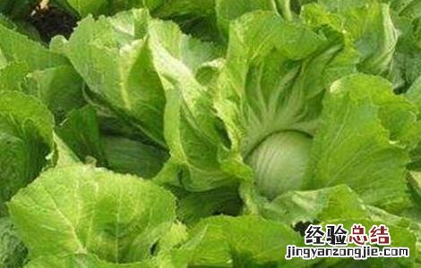芥菜怎么提高産量 芥菜怎样种才能高产