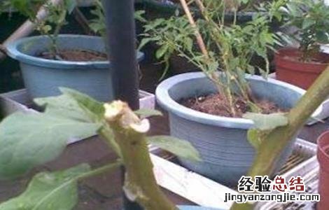 茄子修剪技术 茄子修剪技术图解